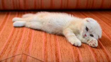İskoç Fold yavru kedi kırmızı kanepede yatıyor