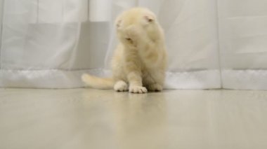 İskoç Fold yavru kedi yalama kürk