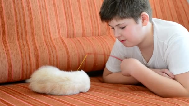 Teenage boy playing with a kitten on  couch — Stock Video