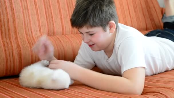 Genç çocuk kanepede bir yavru kedi ile oynarken — Stok video