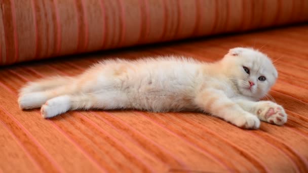 Ginger kitten snoozing on couch — Stock Video