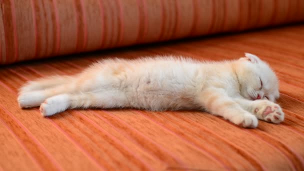 Рыжий котёнок спит на диване — стоковое видео