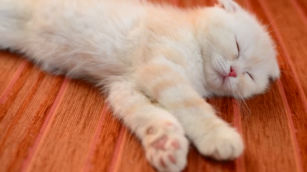 Ginger kitten snoozing on couch — Stock Video