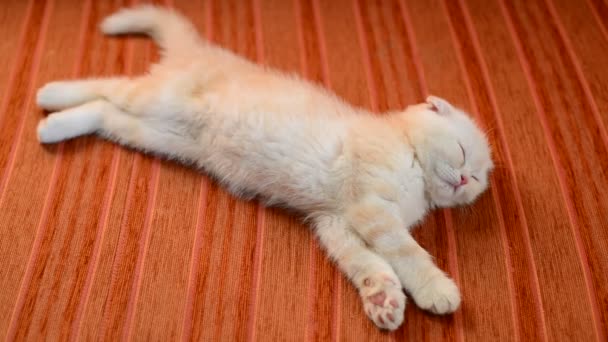 Jengibre gatito durmiendo en sofá — Vídeos de Stock