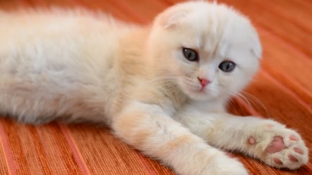 Scottish Fold gatinho encontra-se no sofá vermelho — Vídeo de Stock