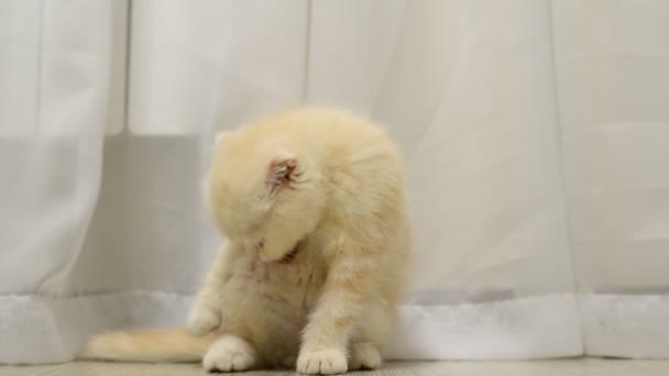 Escocés doblar gatito lamiendo piel — Vídeos de Stock