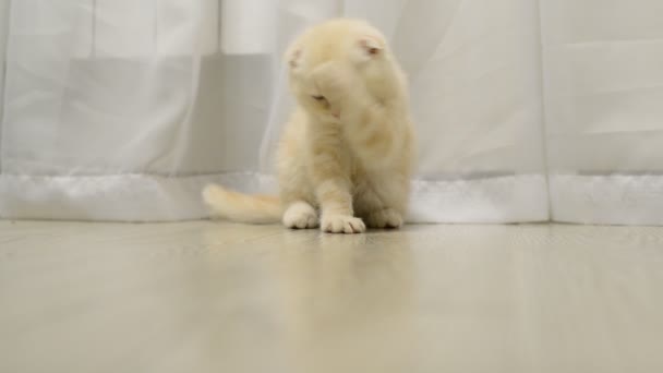 Scozzese Piegare gattino leccare pelliccia — Video Stock