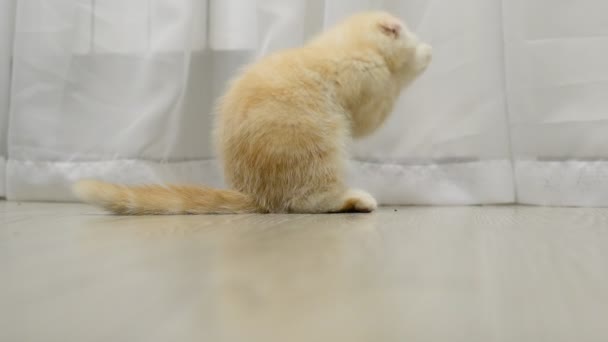 Escocés doblar gatito lamiendo piel — Vídeo de stock