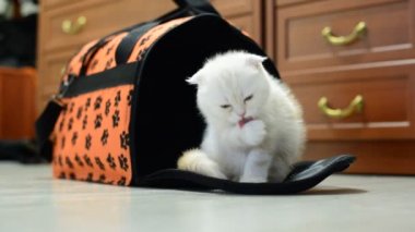 Daire taşıma çantası oturan kedi