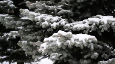Ladin Park içinde karda dalları