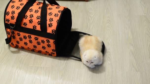 Gatito sentado cerca de la bolsa que lleva el apartamento — Vídeos de Stock