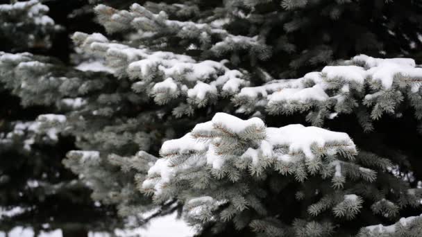 The branches of spruce in  snow in at park — Stock Video