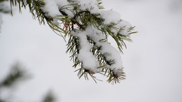 Les branches d'épinette dans la neige dans le parc — Video