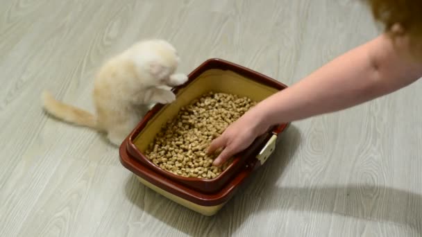 Vrouw leert het kitten naar toilet — Stockvideo