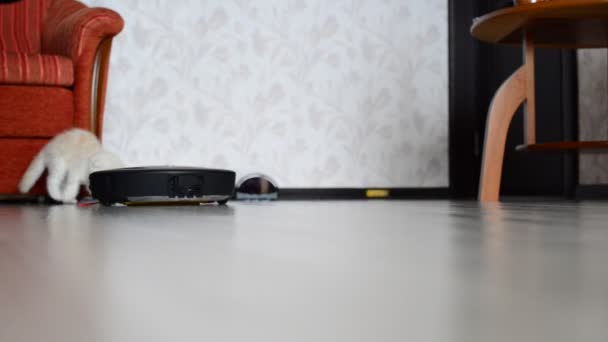 Gatinho joga com um aspirador robô — Vídeo de Stock