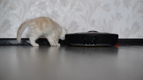 Kitten speelt met een robot stofzuiger — Stockvideo