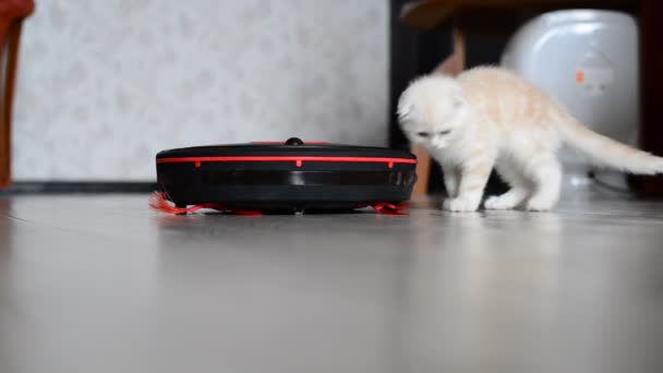 Kitten speelt met een robot stofzuiger — Stockvideo