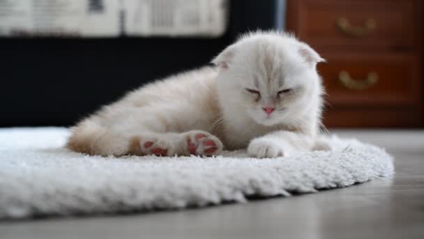 Ginger gatito adormecimiento en la alfombra — Vídeos de Stock