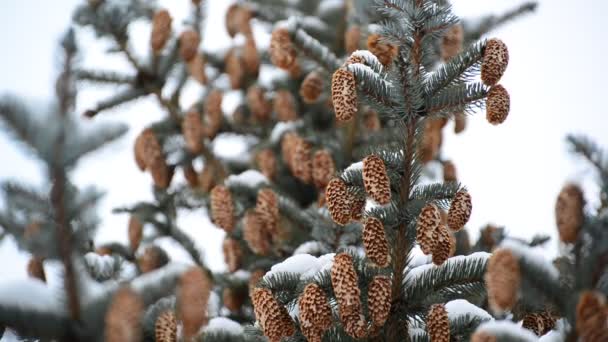 Сосновая ветвь с шишками зимой — стоковое видео
