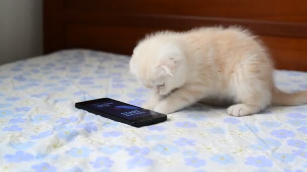 Котенок, играющий с мобильным телефоном — стоковое видео