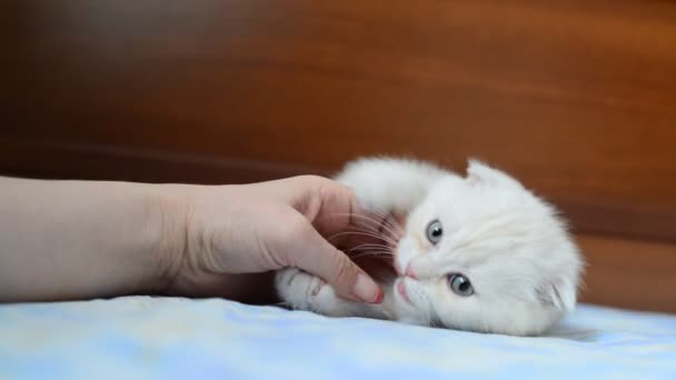 Kotě, kousání ruky žena — Stock video