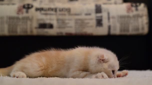 Kitten zuigt het tapijt voor het slapen gaan — Stockvideo