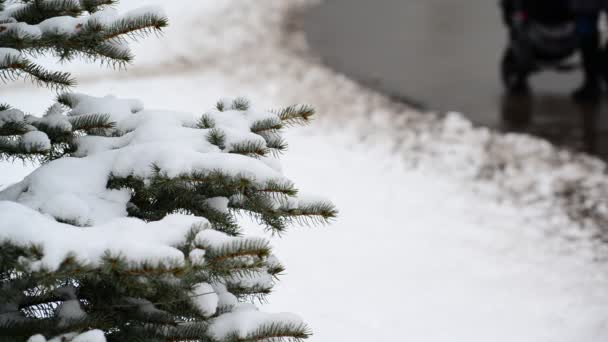 公園で雪の中でスプルースの枝 — ストック動画