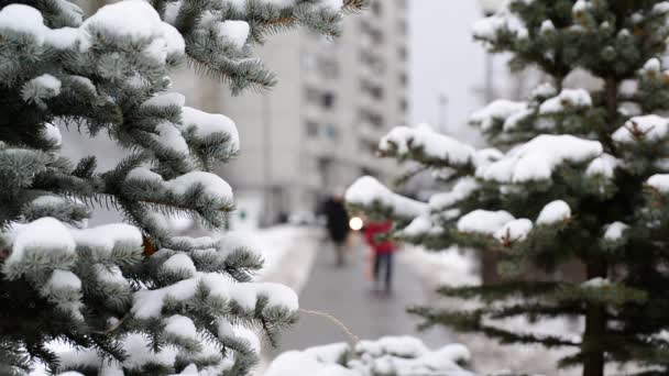 Sapins dans le parc de la ville en hiver — Video