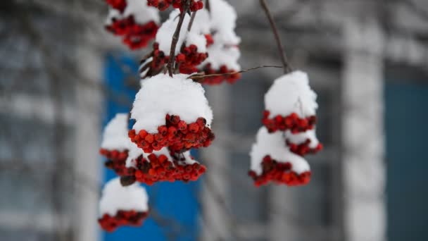 Rowan berries covered in snow at wintertime. — Stock Video