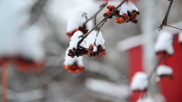 Rowan berries covered in snow at wintertime. — Stock Video