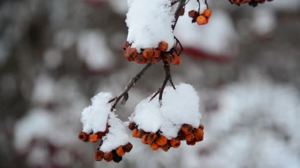 Rowan berries covered in snow at wintertime. — Stock Video