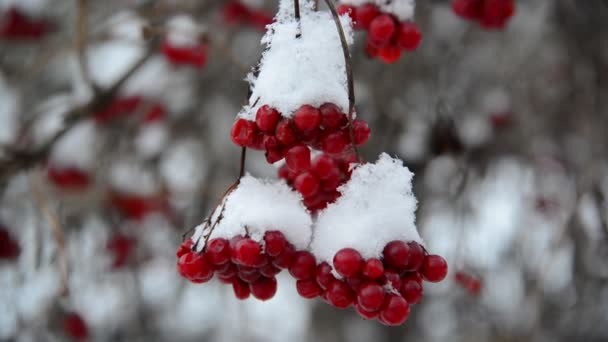 Bayas de Viburnum cubiertas de nieve en invierno . — Vídeos de Stock