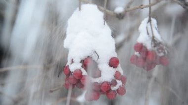 Kış karla kaplı kartopu çilek.
