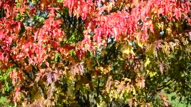 Schöne Ahornblätter im Herbst an sonnigen Tagen — Stockvideo
