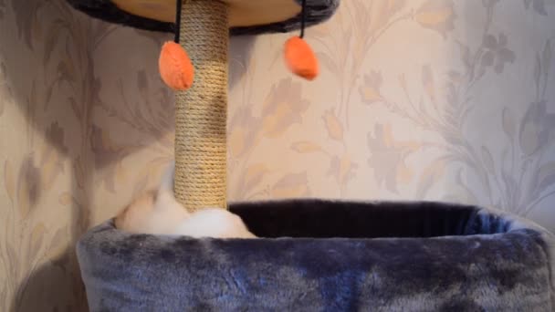 बेज बिल्ली एक खिलौना और स्क्रैचिंग पोस्ट के साथ खेल रही है — स्टॉक वीडियो