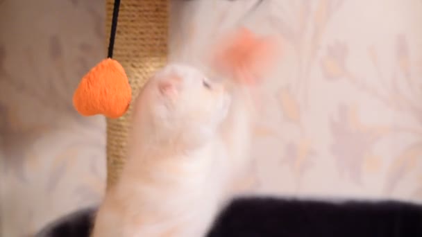 Gatito beige jugando con un juguete y un poste de rascado — Vídeos de Stock