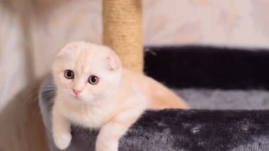 Bej yavru kedi doğurmak yatakta tırmalamak Mesajını yakınındaki İskoç Fold