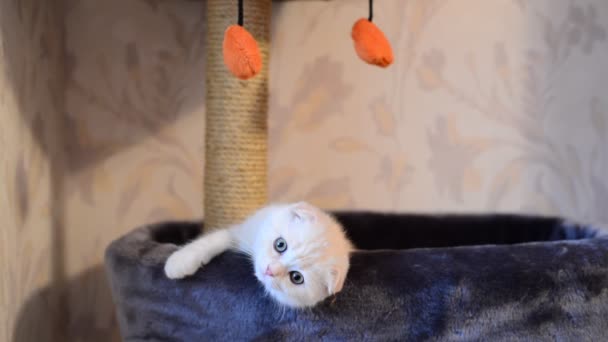 Beige kitten Scottish Fold breed on  bed near the scratching posts — Stok Video