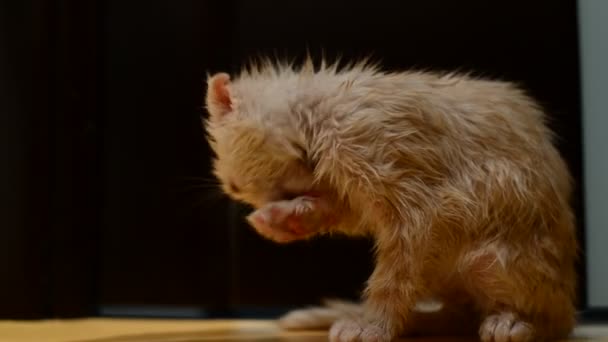 Natte gewassen kat likt de vacht — Stockvideo