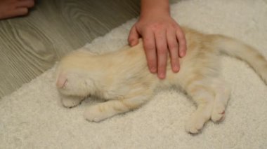 bir yavru kedi okşayarak ellerini çizikler çocukla