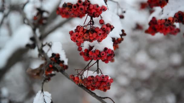 Bagas Rowan cobertas de neve no inverno . — Vídeo de Stock
