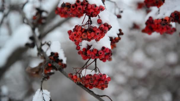 Baies de Rowan recouvertes de neige en hiver . — Video