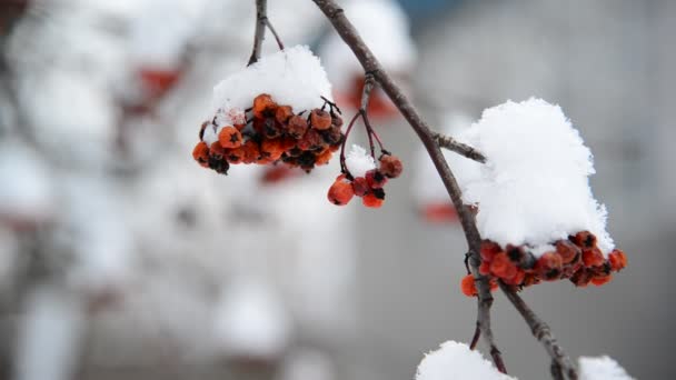 Rowan berries covered in snow at wintertime. — Stock Video