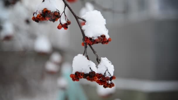 Baies de Rowan recouvertes de neige en hiver . — Video