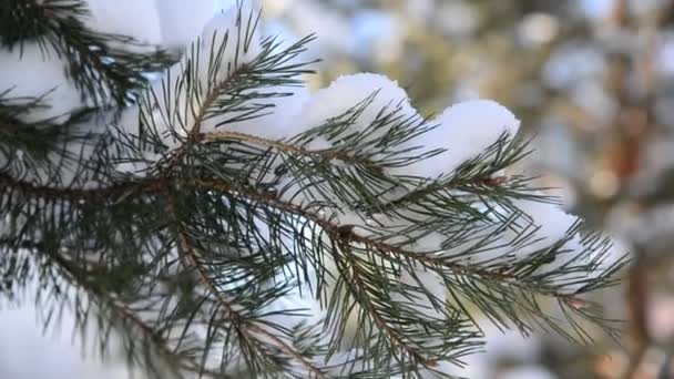 Ramos de pinheiro na floresta de inverno — Vídeo de Stock