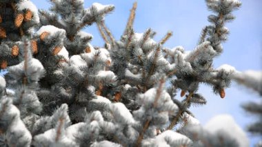 Karla kaplı ormanda koniler ile çam fidanı