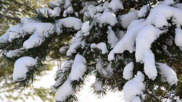 Abeto cubierto de nieve en el bosque de invierno — Vídeos de Stock