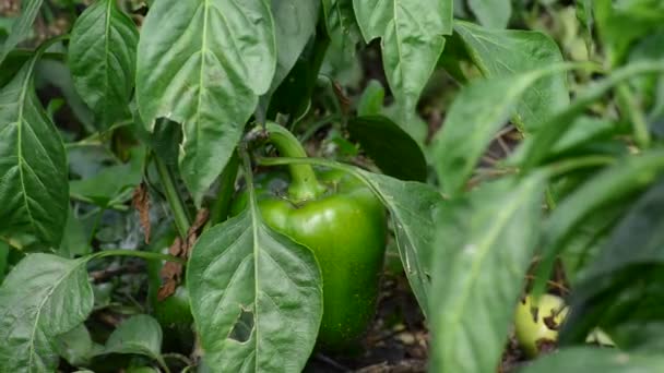 Pimientos jóvenes verdes que crecen en el campo o la plantación — Vídeos de Stock