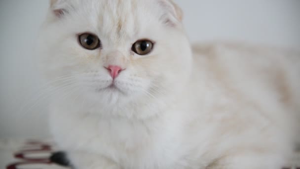 Beige Scottish Fold kattunge luta 4 månaders sig tillbaka på soffan — Stockvideo