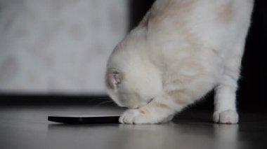 Yavru kedi 4 ay cep telefonu ile oynamak